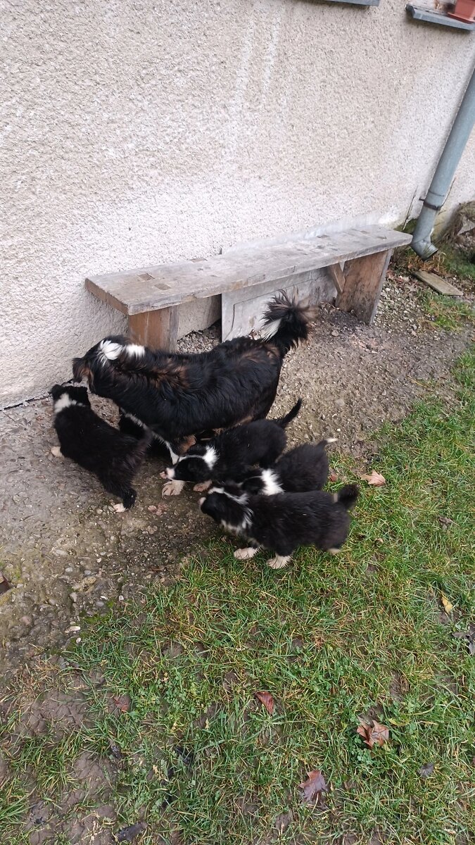 Šteniatka – krížence border kólie, pripravené ihneď k odberu - 4