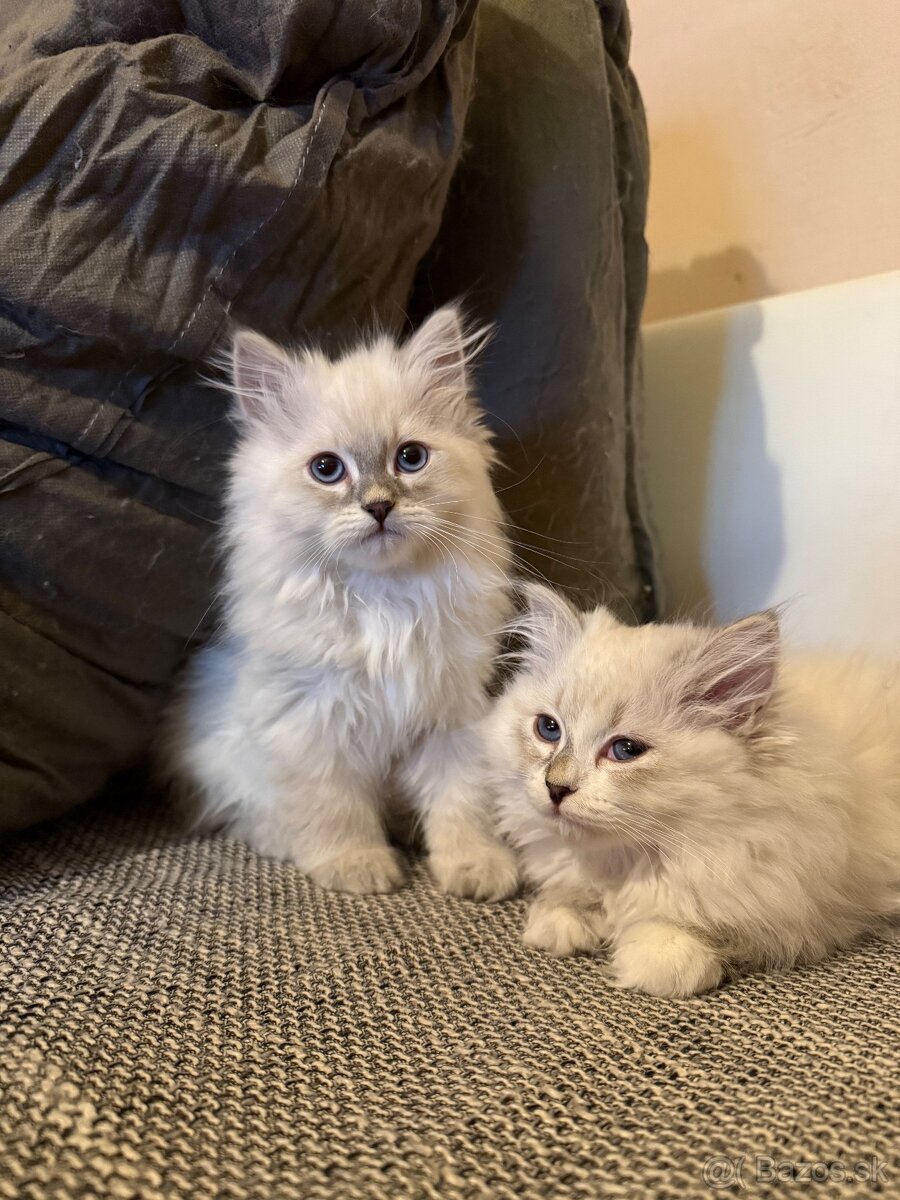 Nevská maškaráda - sibírska mačka - 4