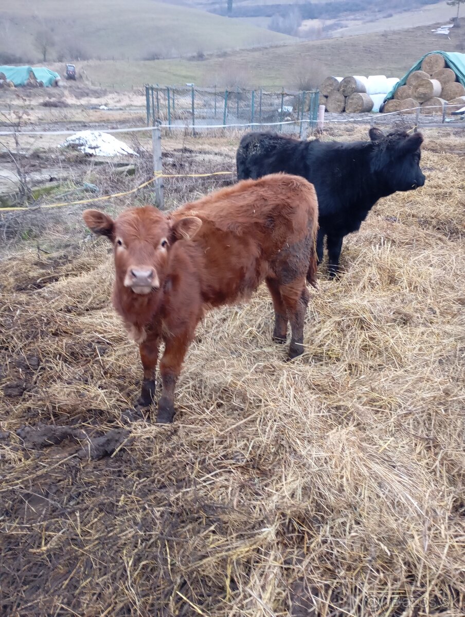 Predám Kravy , telata - 4