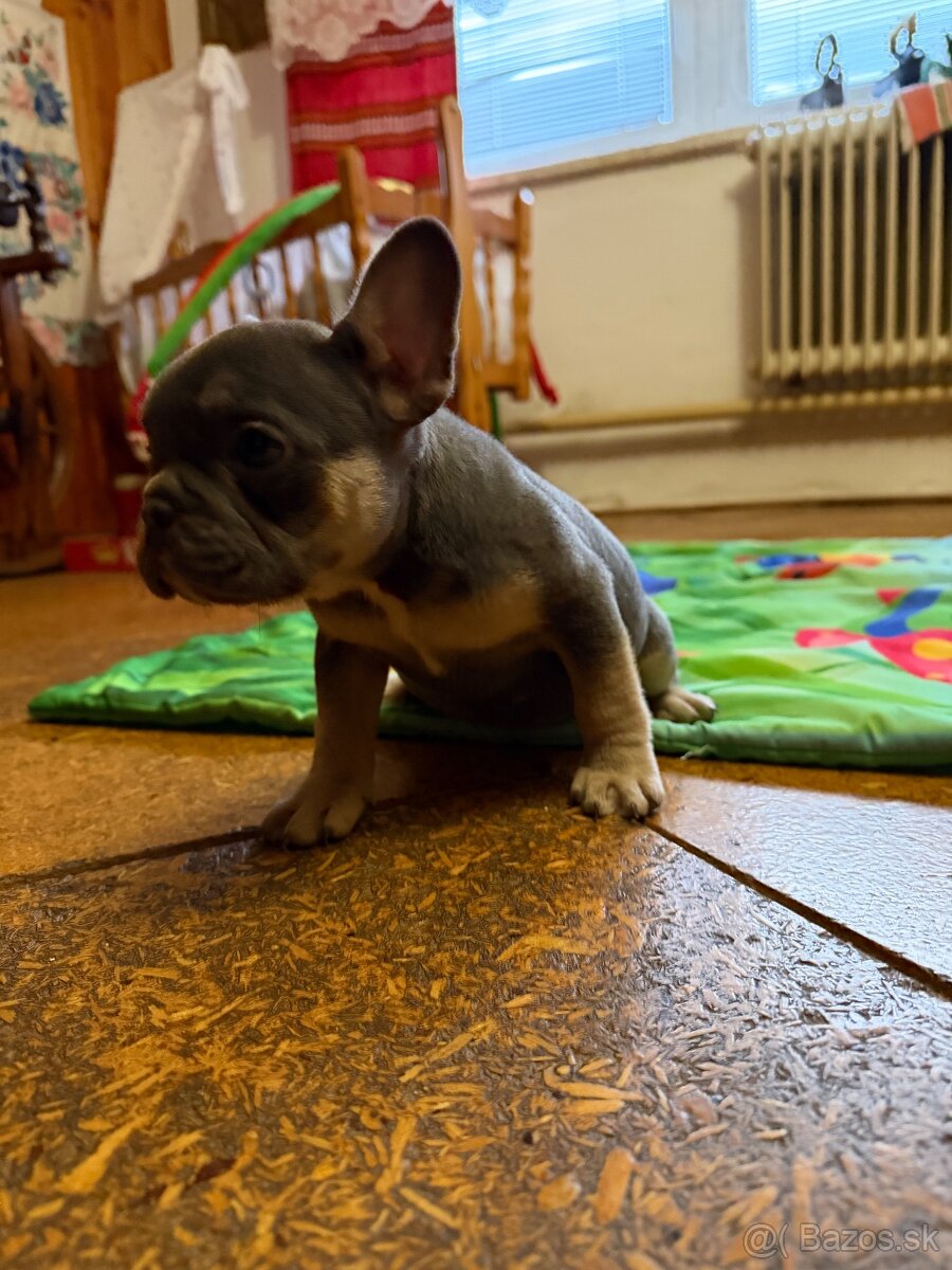 Francúzsky buldocek Modry - 4