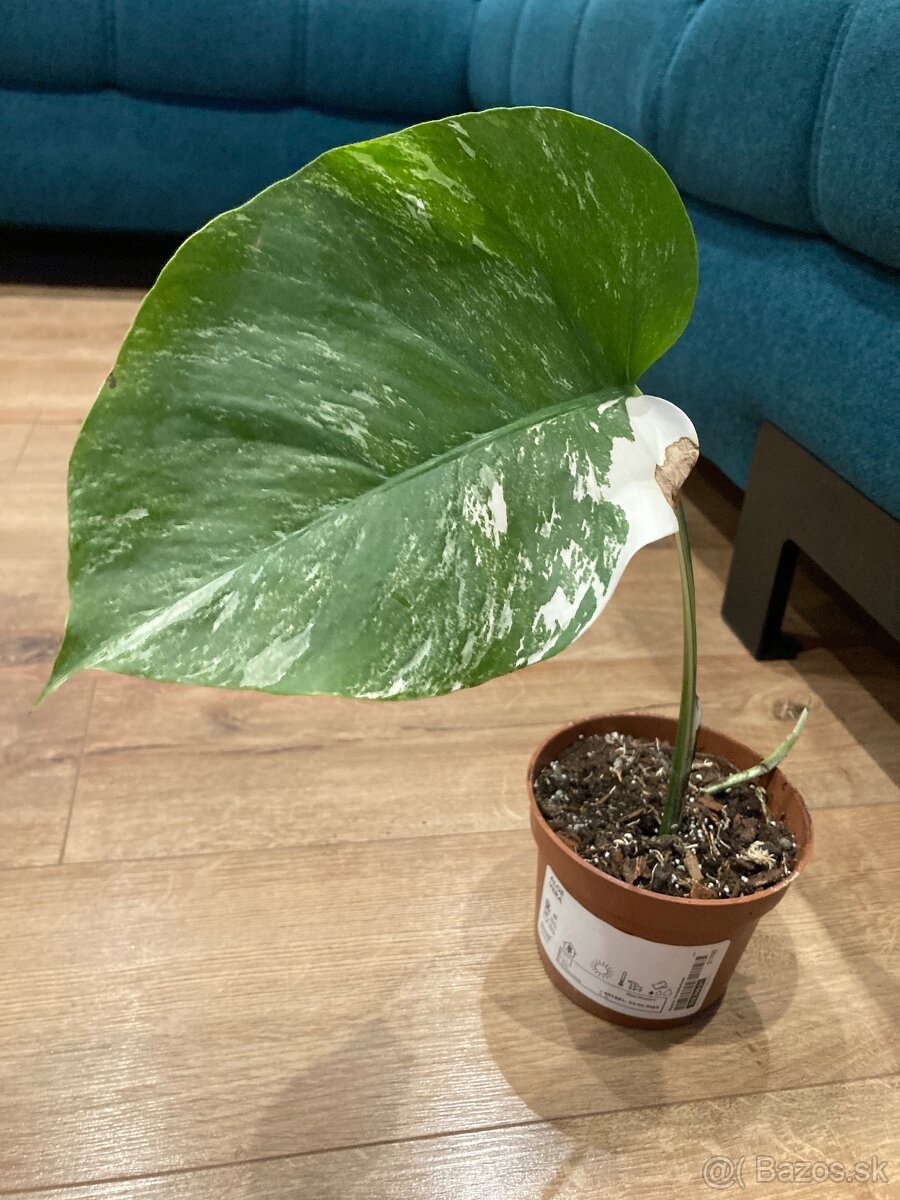 Monstera variegata - 4