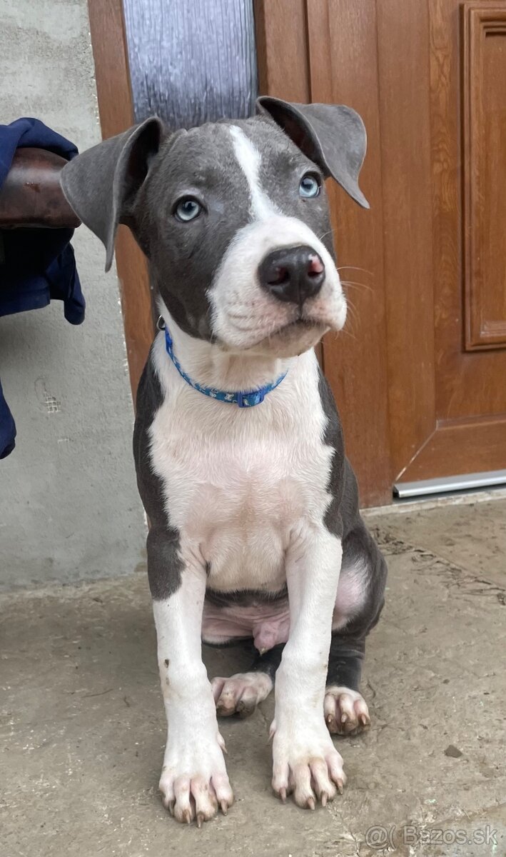 Americky stafordširsky terier - 4