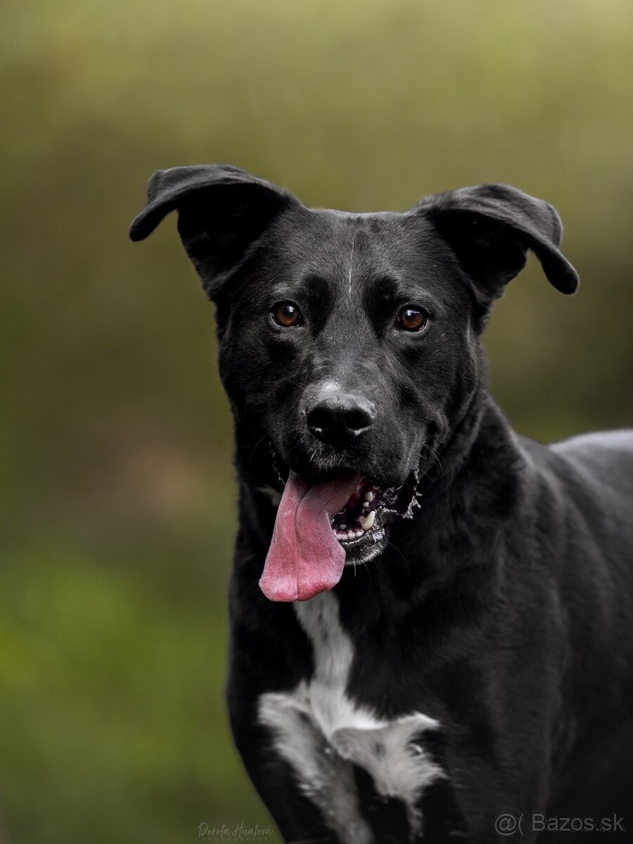 Darujem rodiného psa Danteho - mix labrador / doga - 4