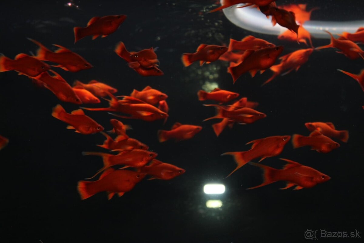 ⛔️Xiphophorus Helleri Red Ruby⛔️ - 4