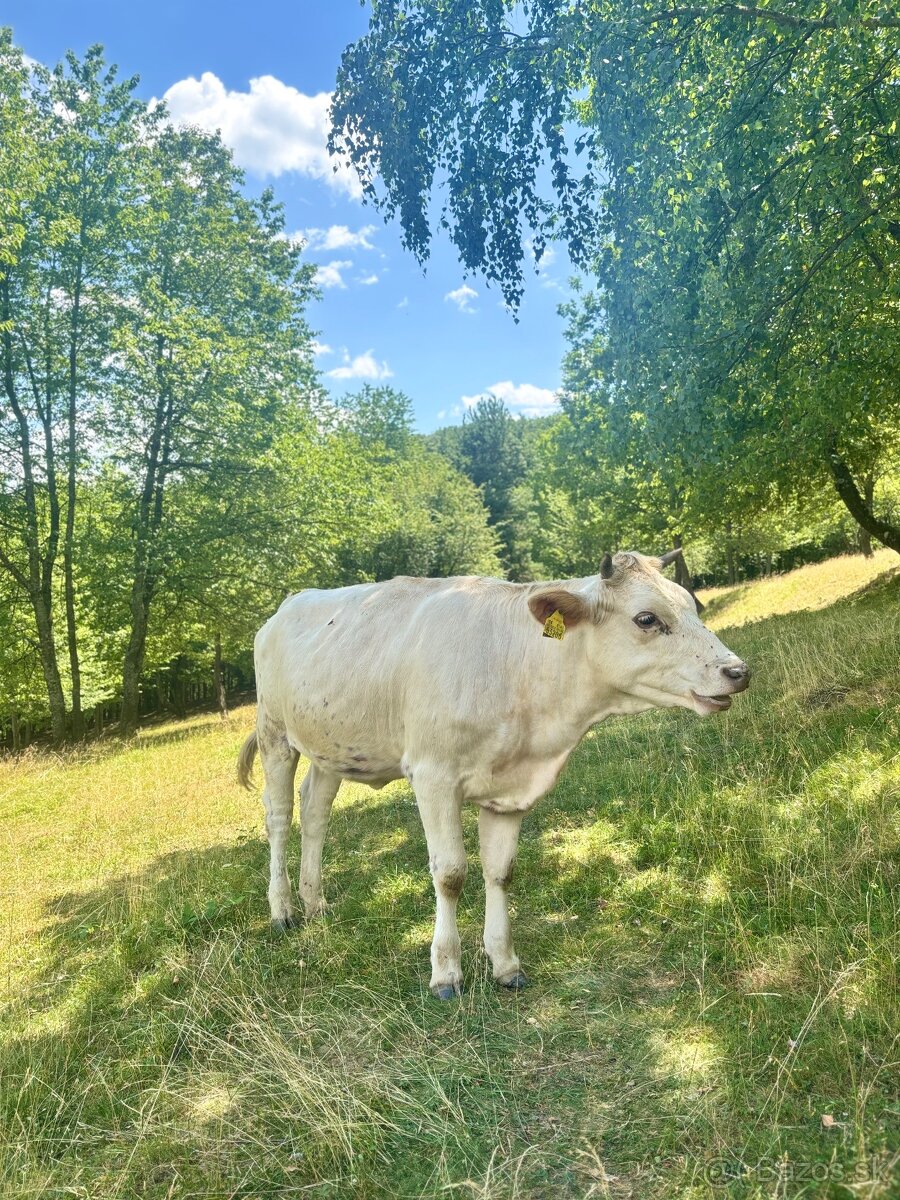 Jalovica - 4