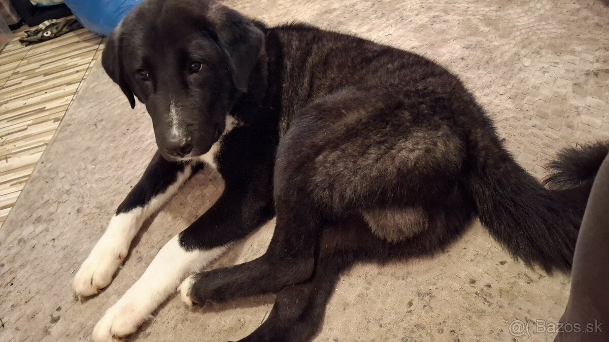 Stredoazijsky ovčiak - 4