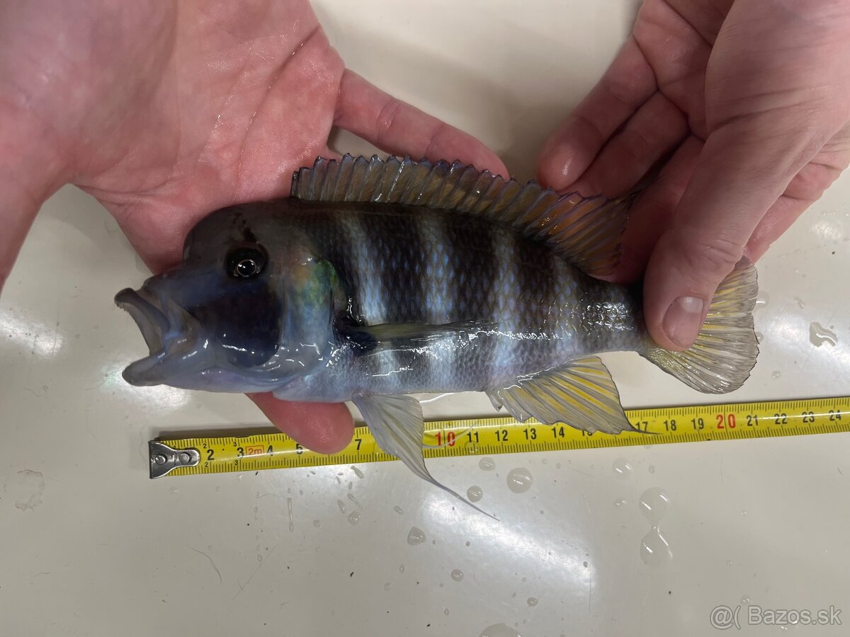 Africké cichlidy, rôzne druhy - 4