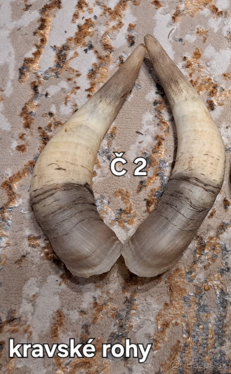 Trofeje, rohy 25-70cm - 4