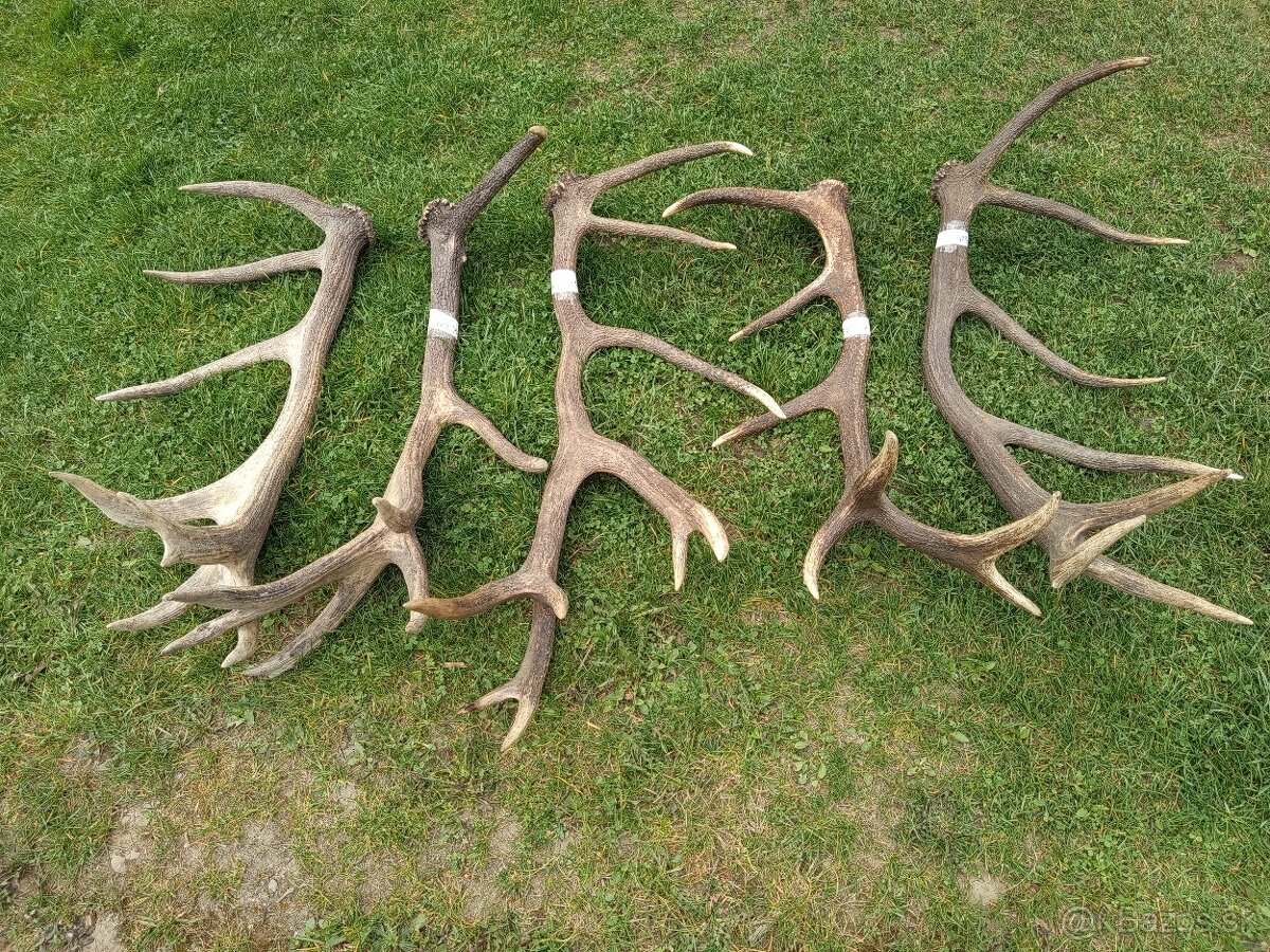 Trofeje, zhody,parohy - 4