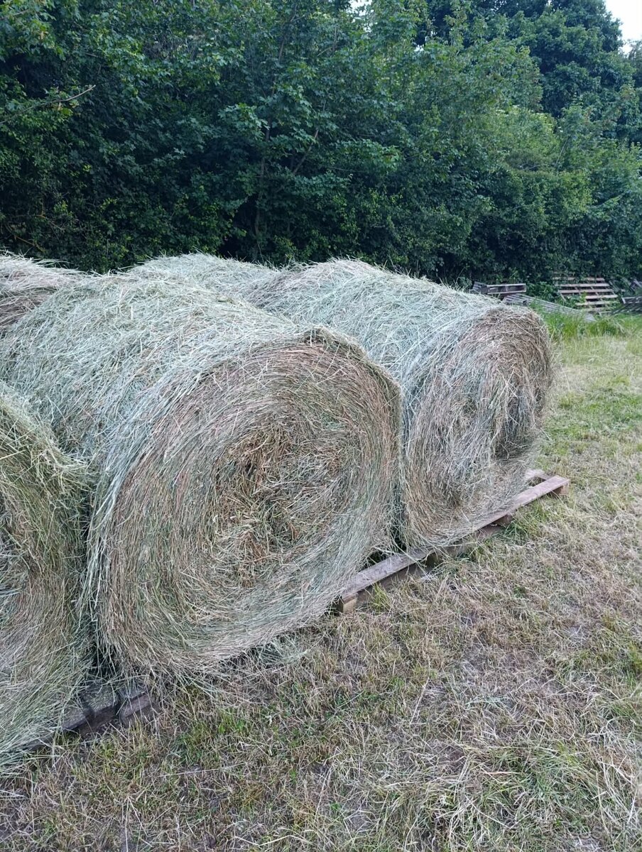 Predám guľaté balíky sena. - 4