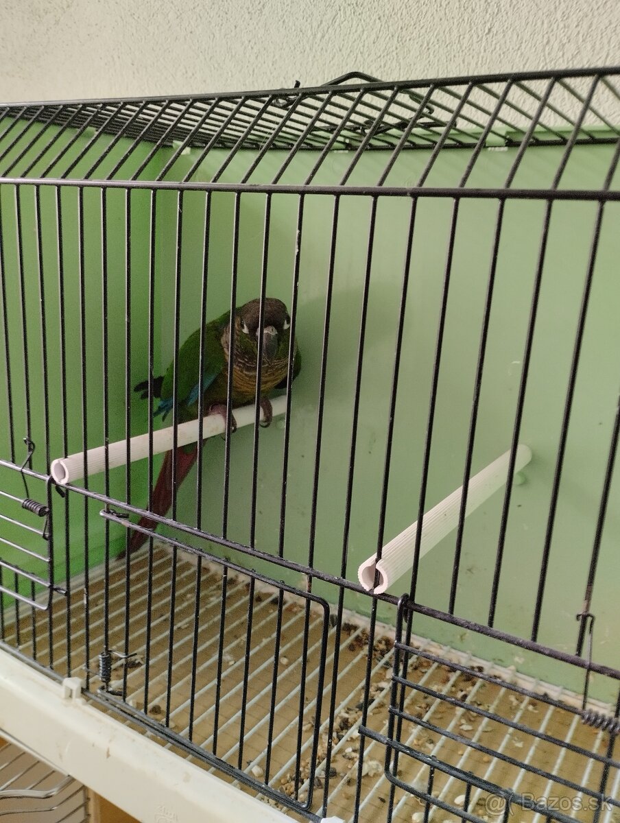 Predám Forpusi a Pyruru zelenolica - 4