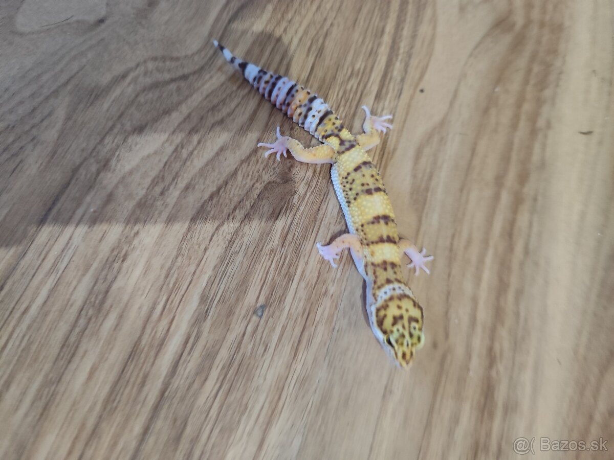 Gekoncik nočný a terária - 4