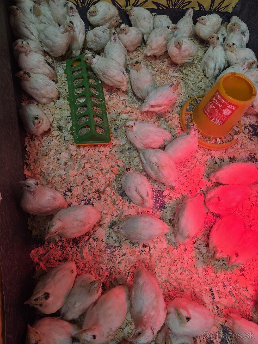 Prepelice Texas a Faraón Jumbo - 4