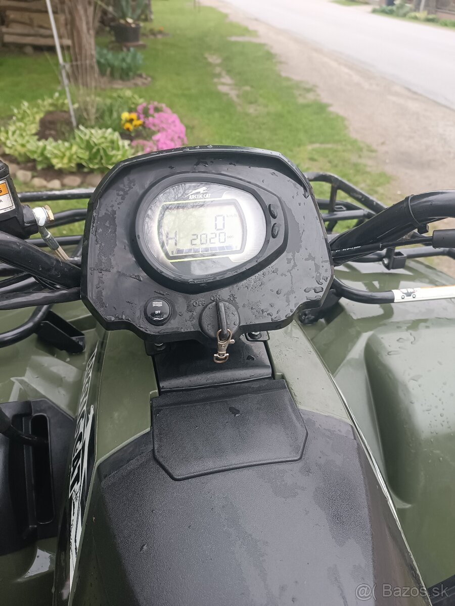 Arctic cat