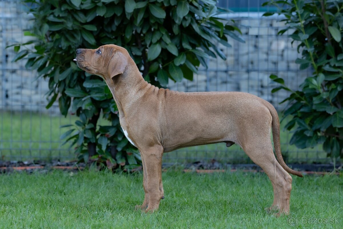 Rhodesian ridgeback 15 weeks old male puppy - 4