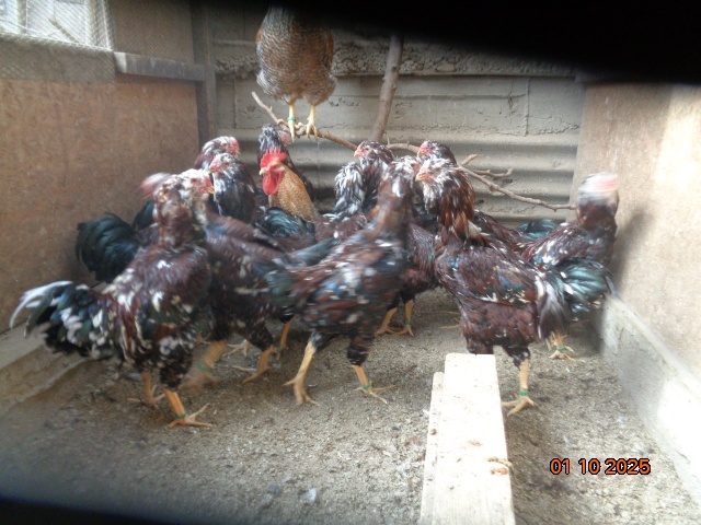 Orlovka pestrá-kohúty - 4