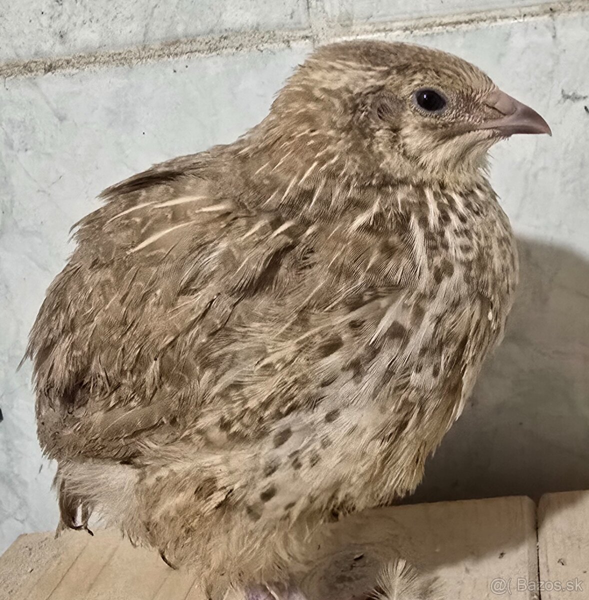 Prepelice japonské sliepky - 4