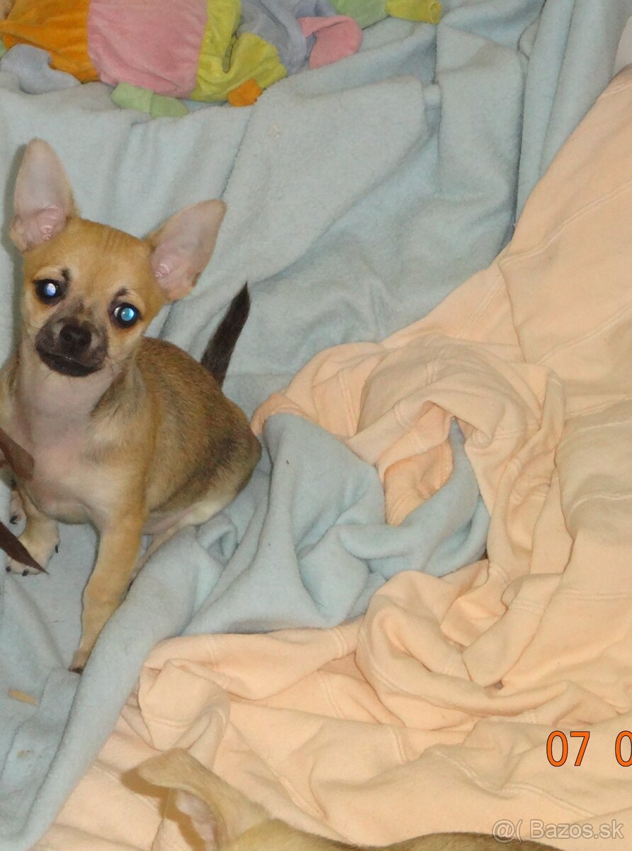 čivava krátkosrstá - 4