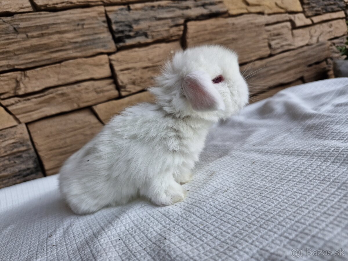 Minilop, zakrslý králik - 4