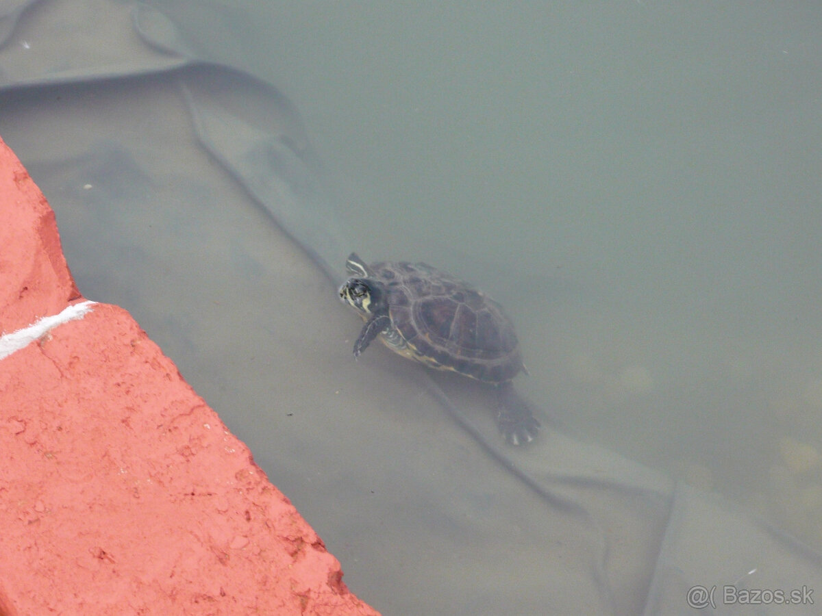 Korytnačka vodná - 4
