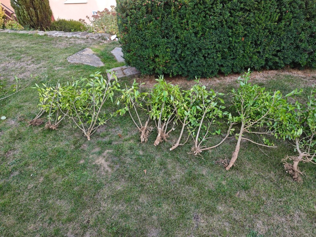 Vtáčí zob (Ligustrum) - 4
