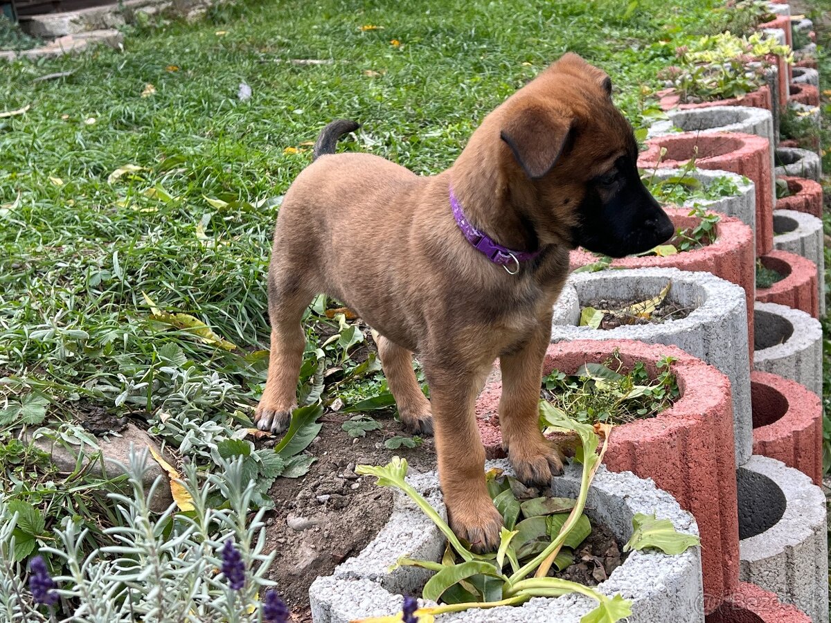 Belgický ovčiak - 4