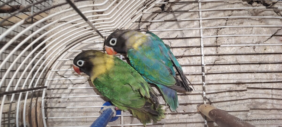 Agapornis škraboskovy - 4