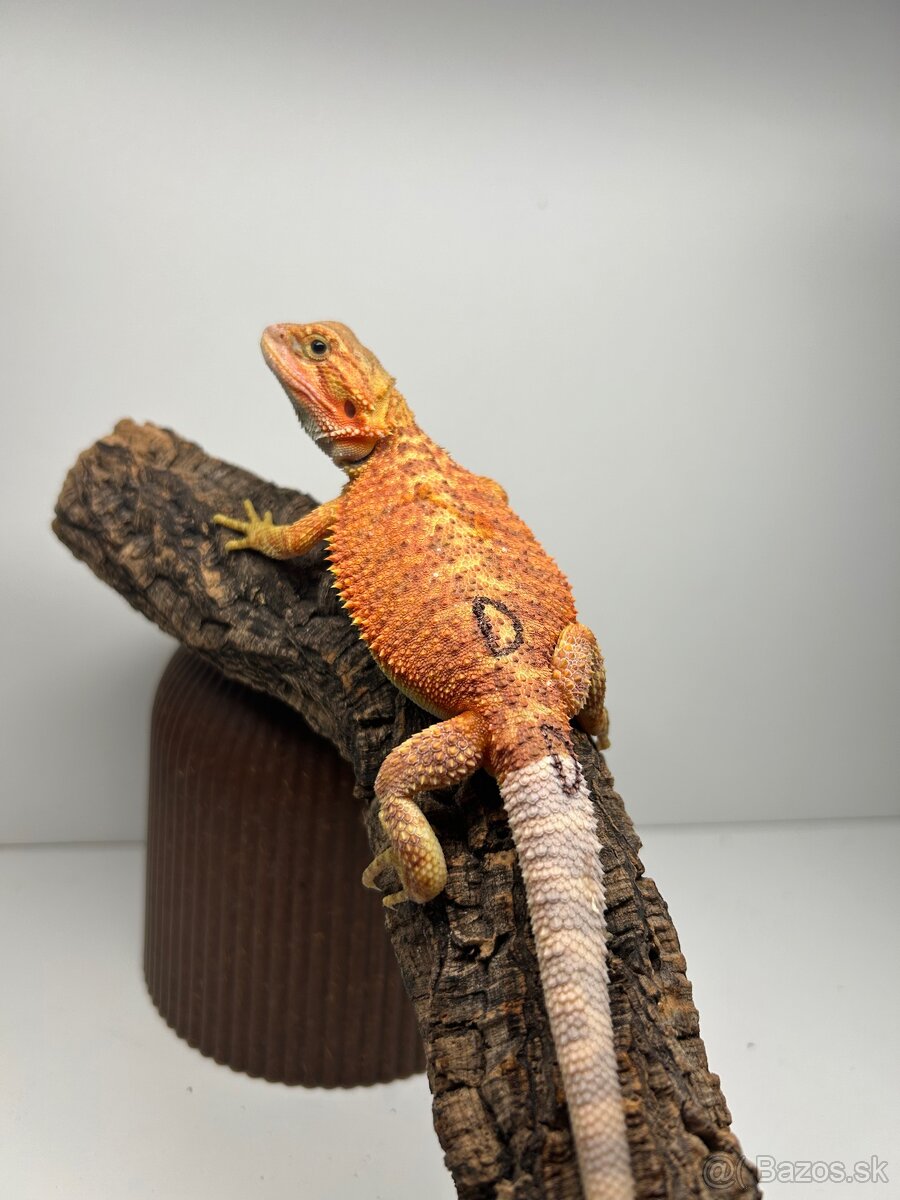 Agama bradatá - samice - 4