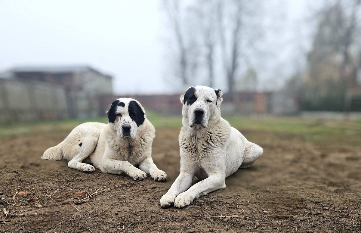 Stredoazijsky ovciak- Alabai - 4