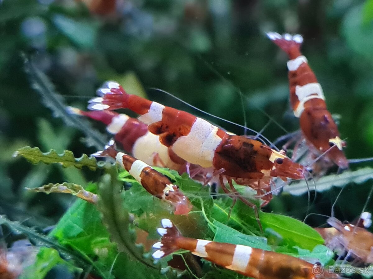 Predám krevetky Red Wine a Red Ruby - 4