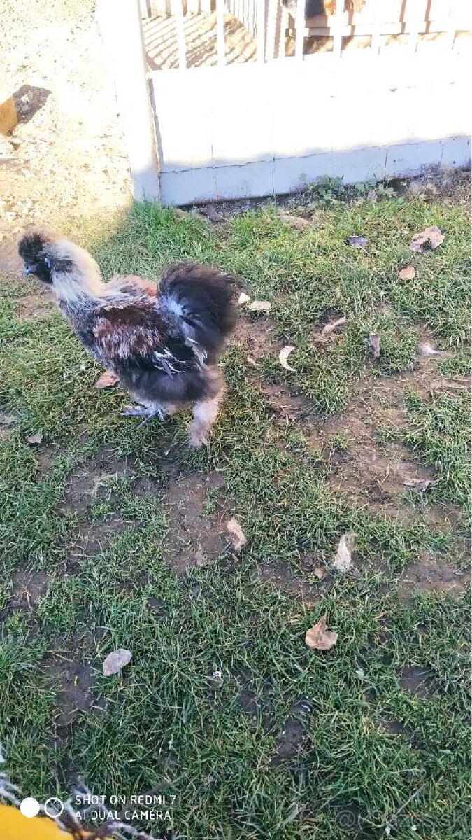 Predam 4-mesacneho kohutika hodvabnicky - 4