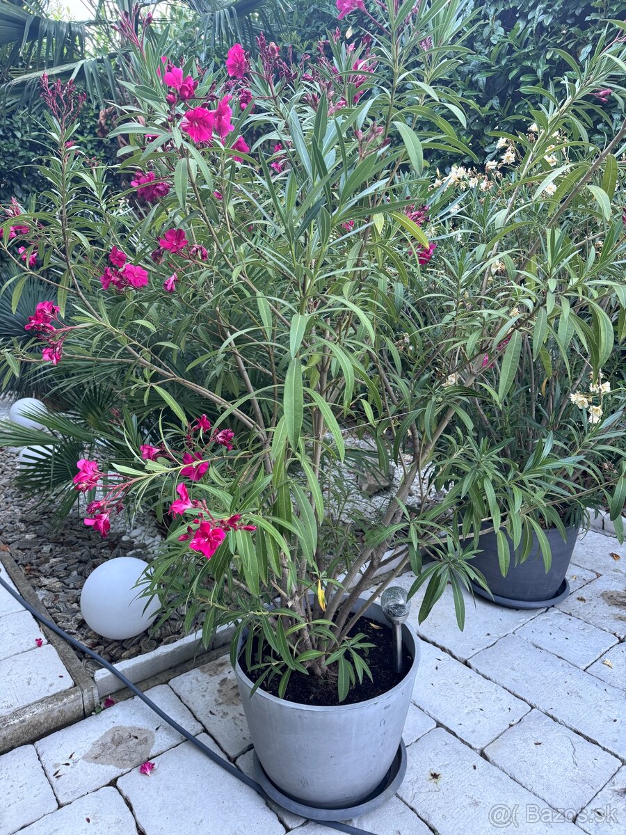 PREDÁM OLEANDRE - 4