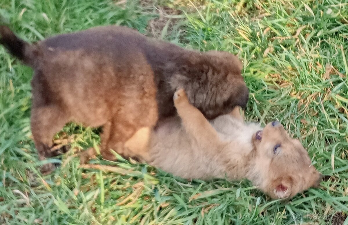 Darujem šteniatka - 4