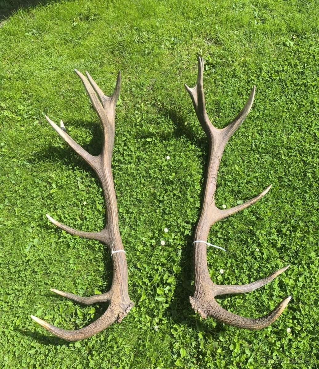 Jelenie zhody , parozie - 4