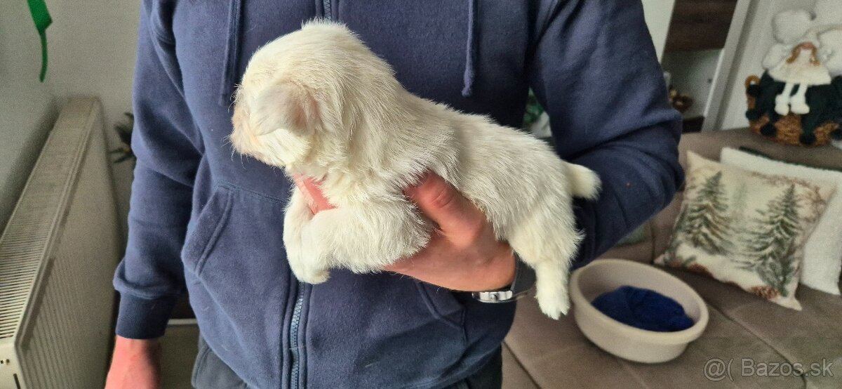 Predam Westika fenku - 4