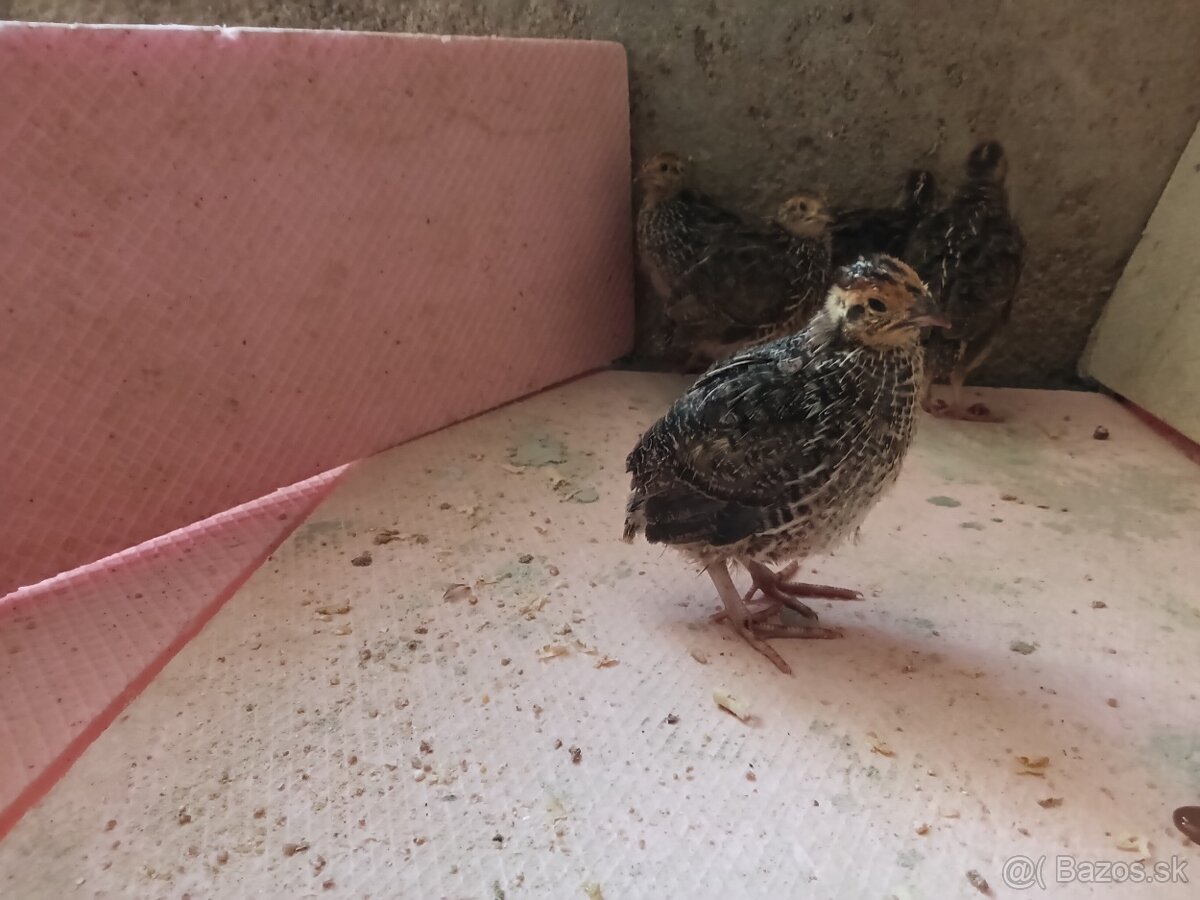 Japonske prepelice - 4