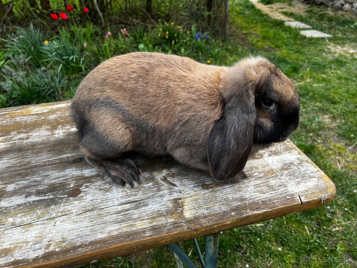 Francuzsky baran - 4