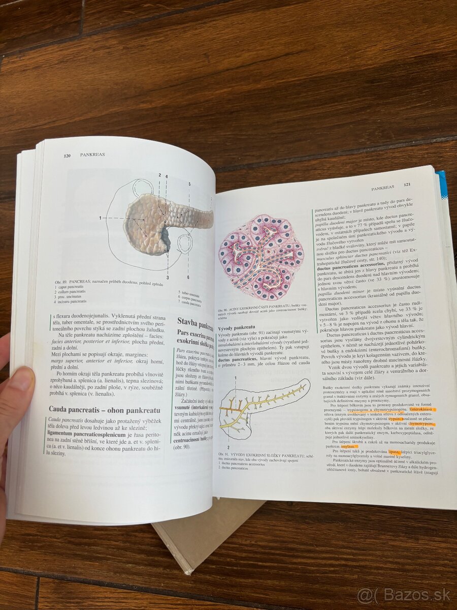 Anatomia Čihak 1,2,3 - 4