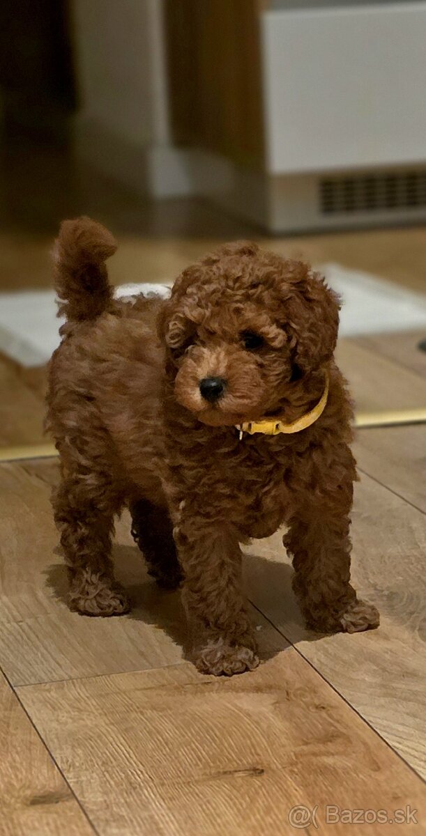 Trpasličí pudel - 4