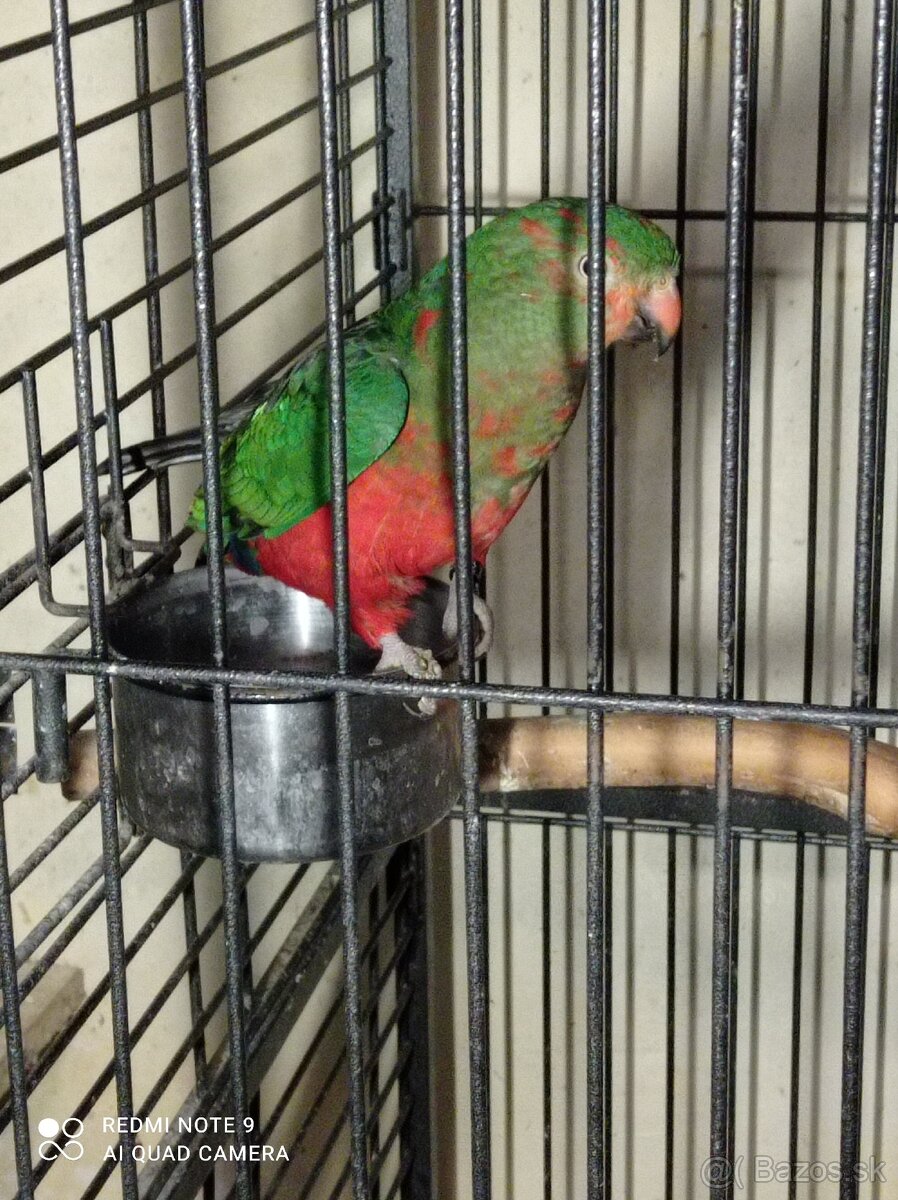 Papagáj kráľovský - 4