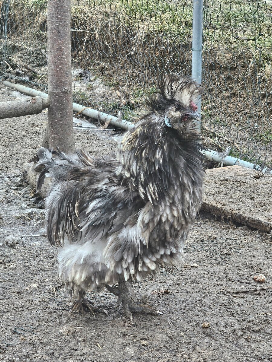 Hodvábničky kohútikovia - 4