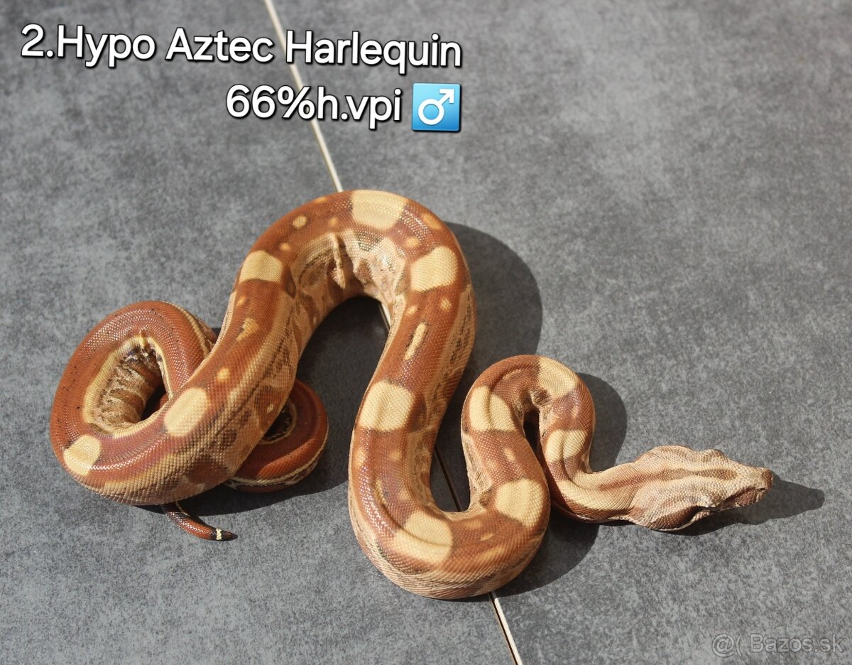 Boa constrictor "Harlequin" - 4
