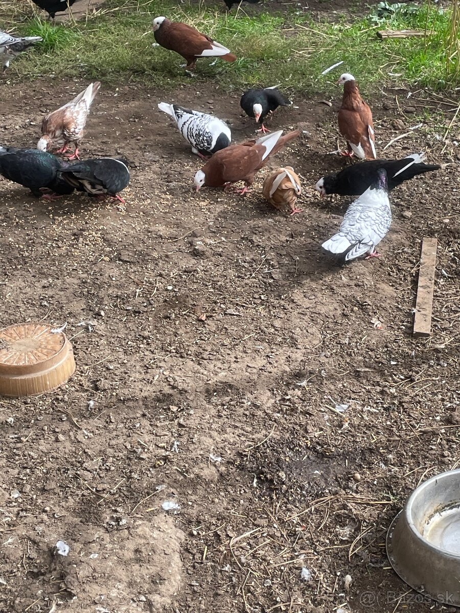 Slovenský hrvoliak - 4