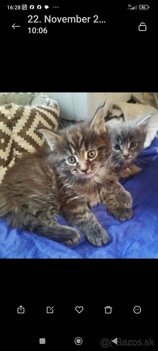 Mainska mývalia mačka - 4