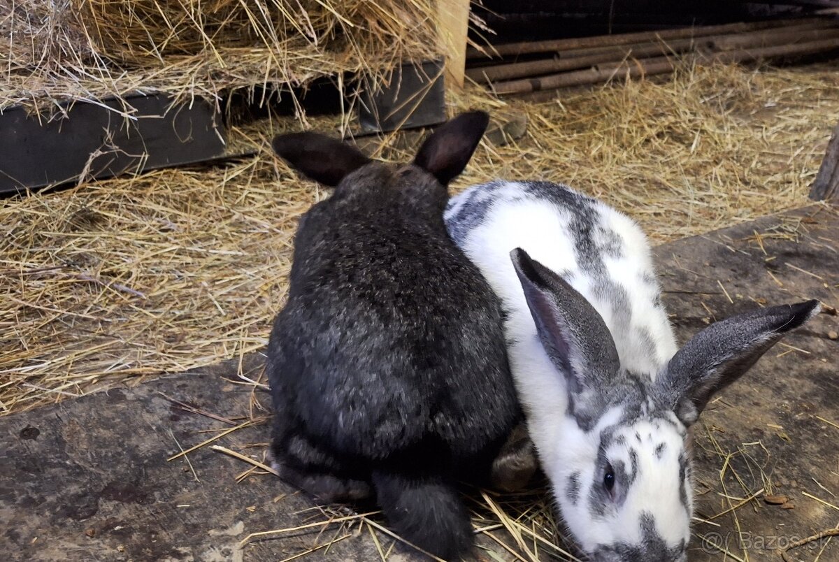 Predám samičky - 4