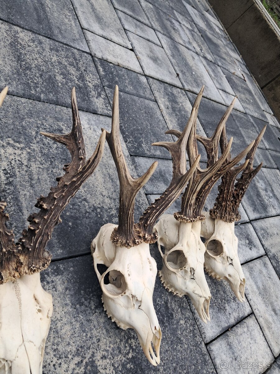 Parozie, trofej, parohy,trofeje - 4