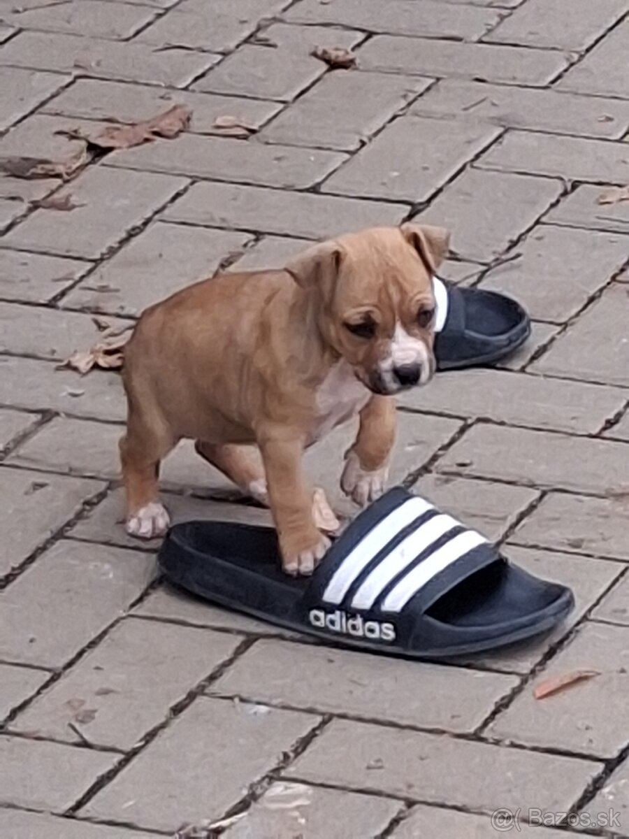 Americky stafordsirsky terier - 4