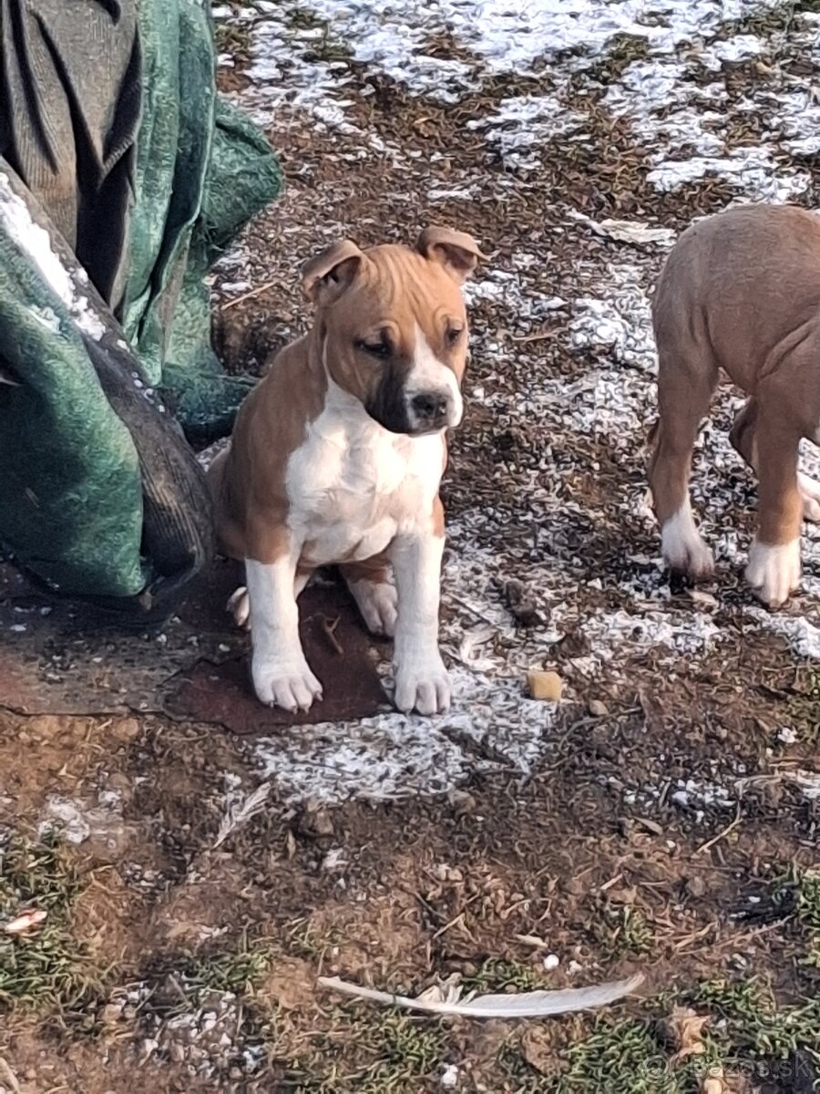 Americky stafordsirsky terier - 4