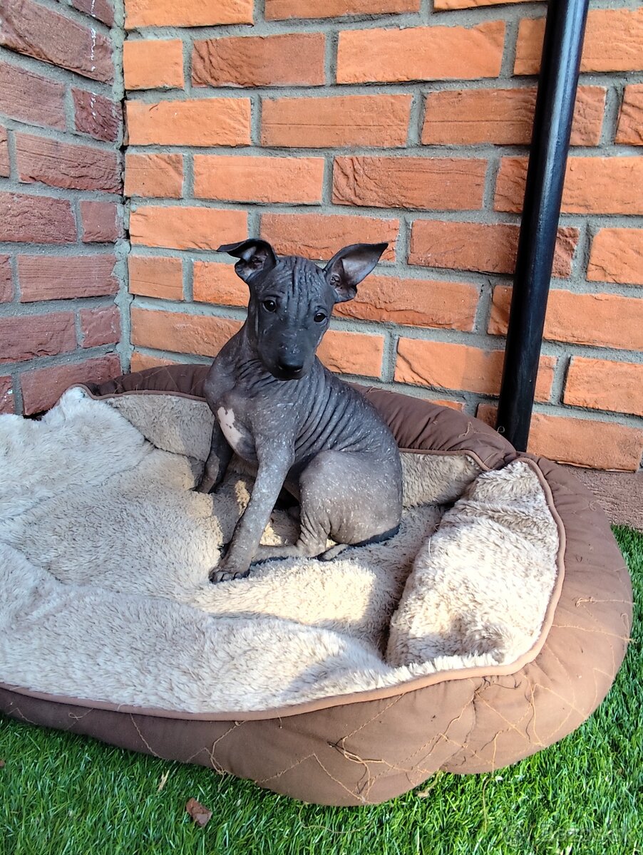 Americký bezsrstý teriér- šteniatka - 4