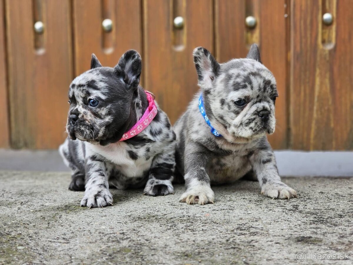 Francúzsky buldoček modrý merle - 4